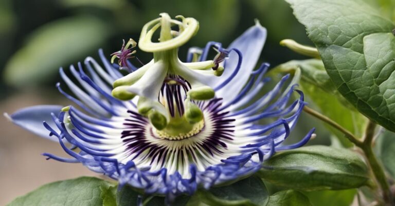 Męczennica błękitna - uprawa pnącza passiflora caerulea w donicach